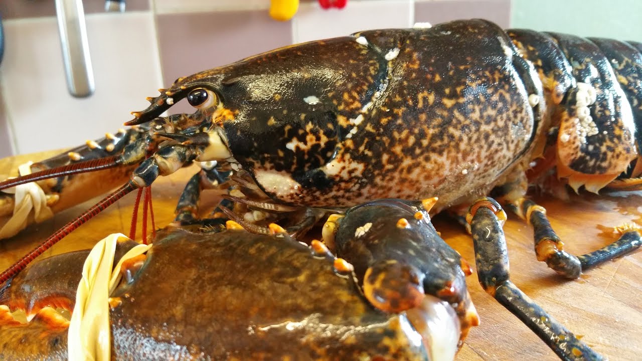 How To Cook Live Lobster Cake Baking